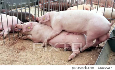 Pigs sex 2 Stock Footage 6883587  PIXTA 