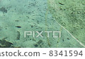 小魚游泳小海灣馬賽法國 8341594
