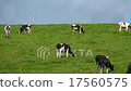 十勝牧場-影片素材 [17560575] - PIXTA圖庫