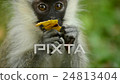 Baby Vervet Monkey Feeding 24813404