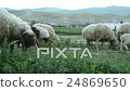 A Flock of Sheep Grazes on a Green Field 24869650