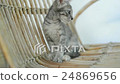 Cute Kitten Sitting on a Wooden Chair. 24869656
