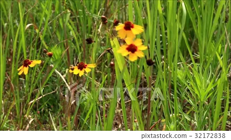 Wildflowers: Harusagiku, Hirakata City, Osaka... - Stock Footage