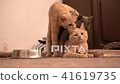 Three cats gay love - Stock Footage