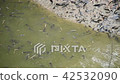 fishes in the drought water - Stock Footage [42532090]