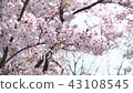 櫻花-010 43108545