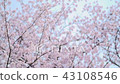 櫻花_ 011 43108546