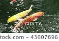 Variety ornamental Koi carp fishes swim 43607696