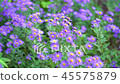 菊科花紫色錫安003 45575879