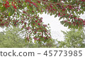 黑斑果004 45773985