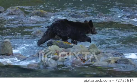 [Shiretoko Peninsula, Hokkaido] Brown bear... - Stock Footage