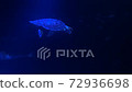 海龜在藍色的水中悠閒地游泳 72936698