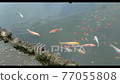 魚，金魚，湖泊，池塘，游泳， 77055808