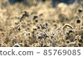 [Furano City, Hokkaido] Asahi and Diamond Dust Fix - Stock Footage
