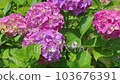Hydrangea and snail (zoom in) - Stock Footage