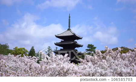 Scenery of Kyoto in spring - 5 shots with... - Stock Footage