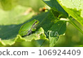 A tree frog resting in the shade of a leaf,... - Stock Footage