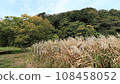 Autumn in Koajiro Forest (Miura City, Kanagawa... - Stock Footage