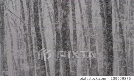 Snow continues to fall heavily in the beech... - Stock Footage