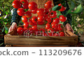 Super Slow Motion Shot of Tomatoes Falling into Wooden Box Held by a Farmer in the Garden at 1000fps 113209676