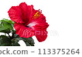 Shoot while turning the white background 4K time lapse turntable where red hibiscus blooms 113375264