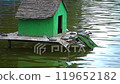 Marsh and red-eared turtles rest near the house... - Stock Footage [119652182]