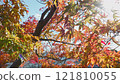 尾道賞紅葉 121810055