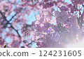 河津櫻花 124231605